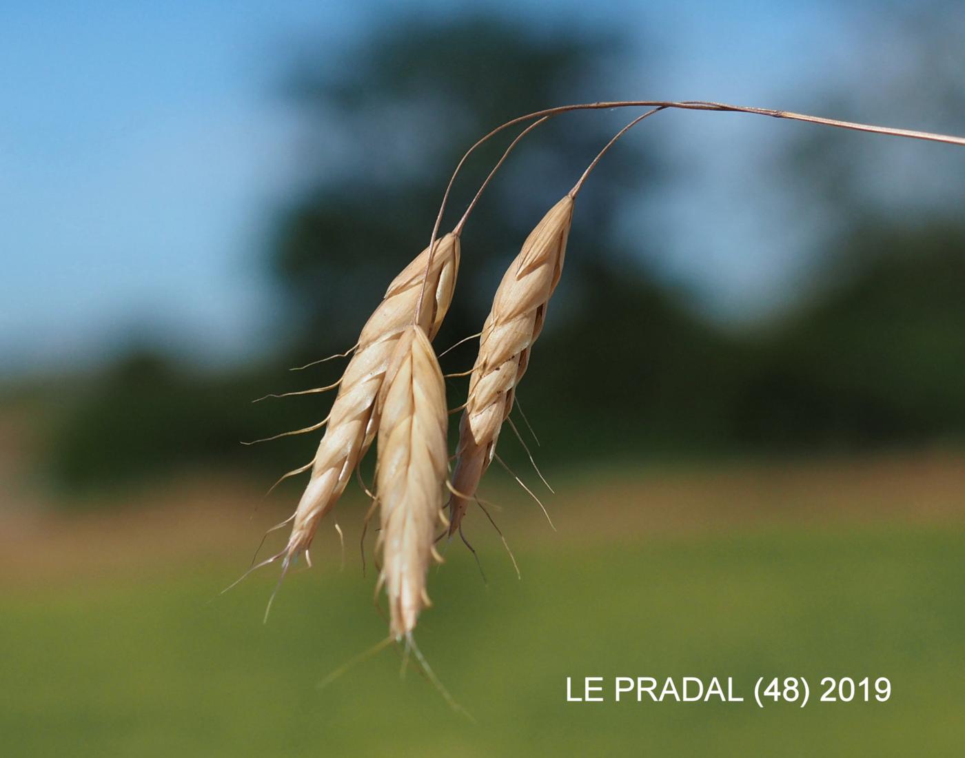 Brome, Corn fruit